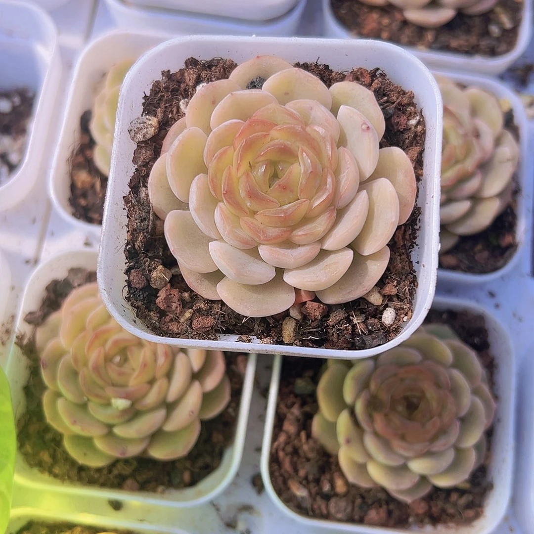 容晶19包邮多肉植物