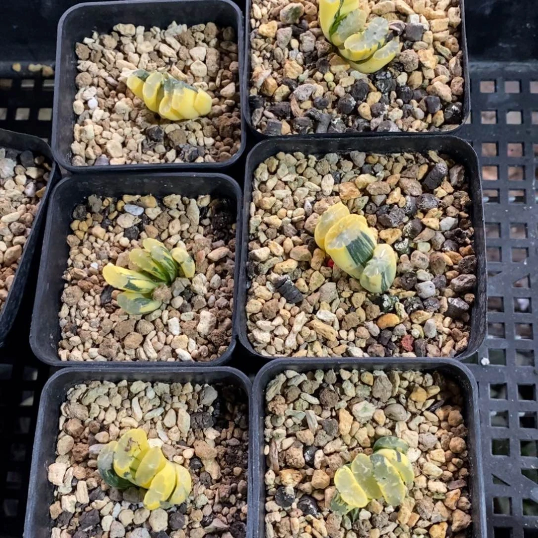 玉扇锦一颗 新年福利