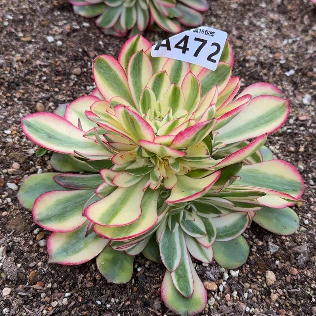 472荔枝多肉植物