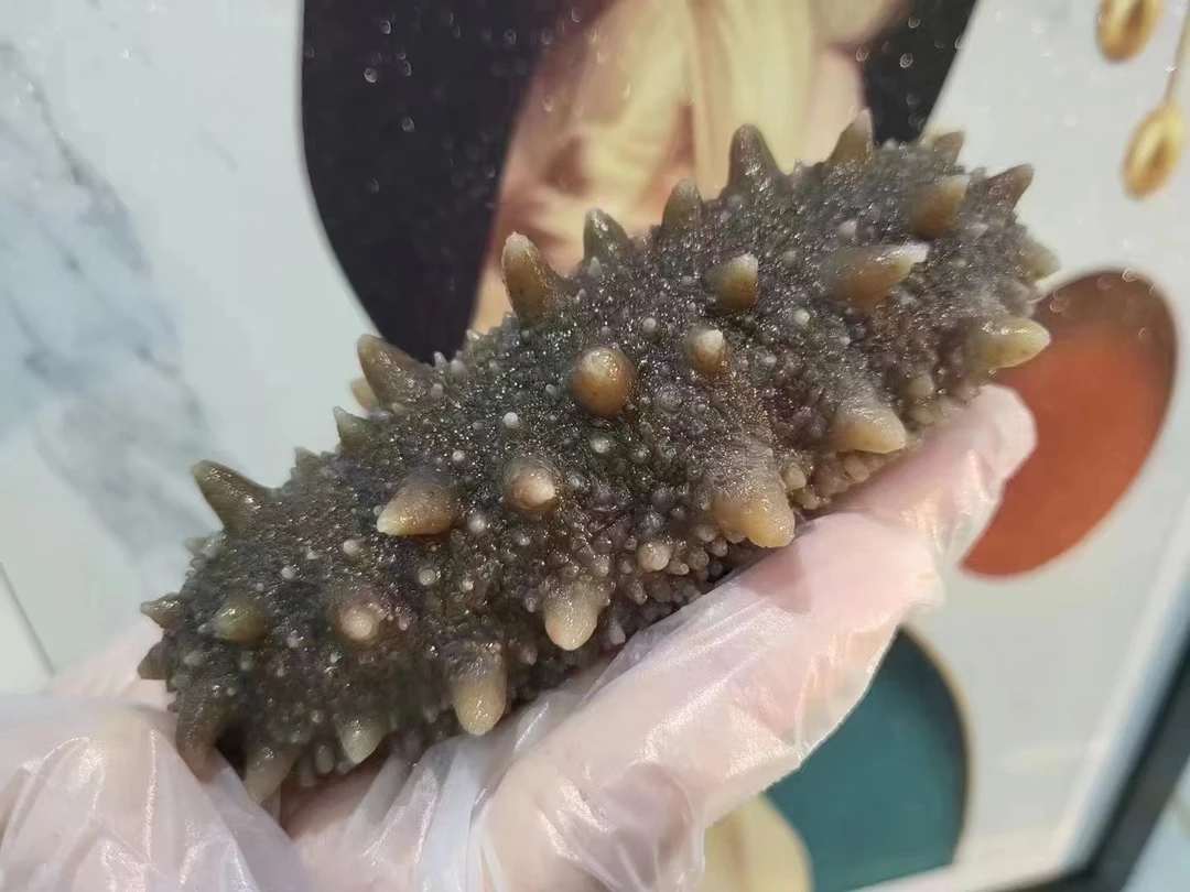 新鲜大连海参500g