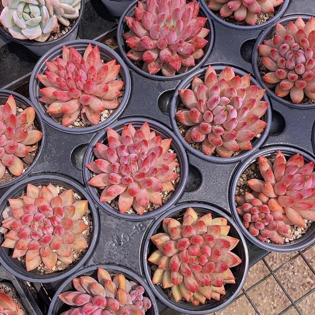 0605- 虞美人单头起福利一颗 量拍