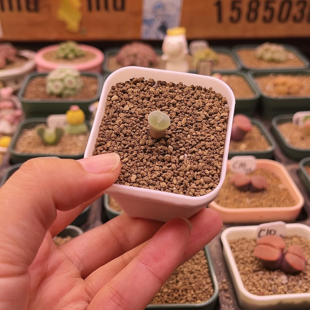 纽扣安格三年可带盆土发货