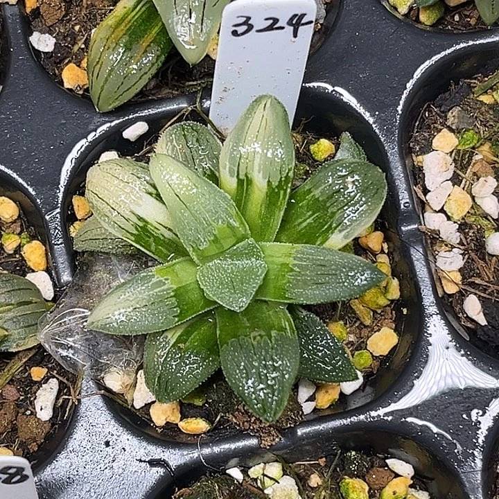 324柳叶蓝光磨面寿锦脱土发货