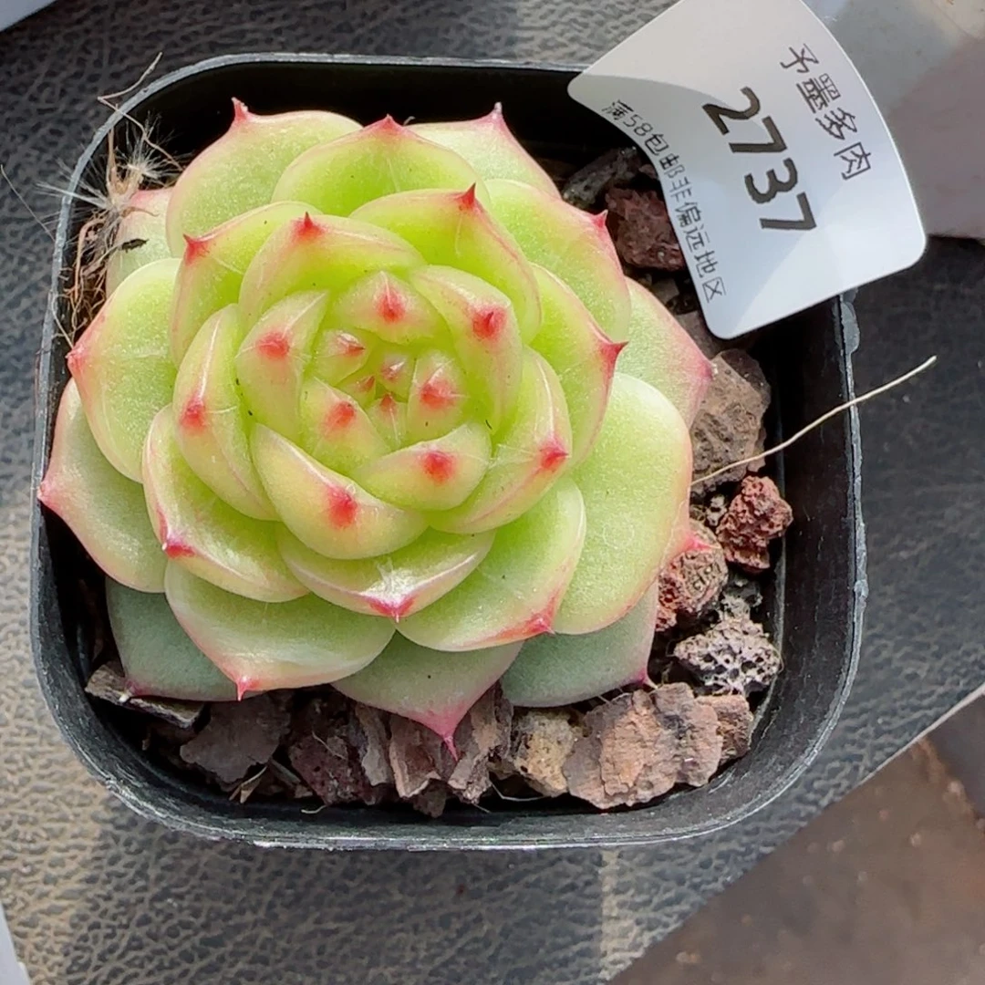 绿透，2737多肉植物