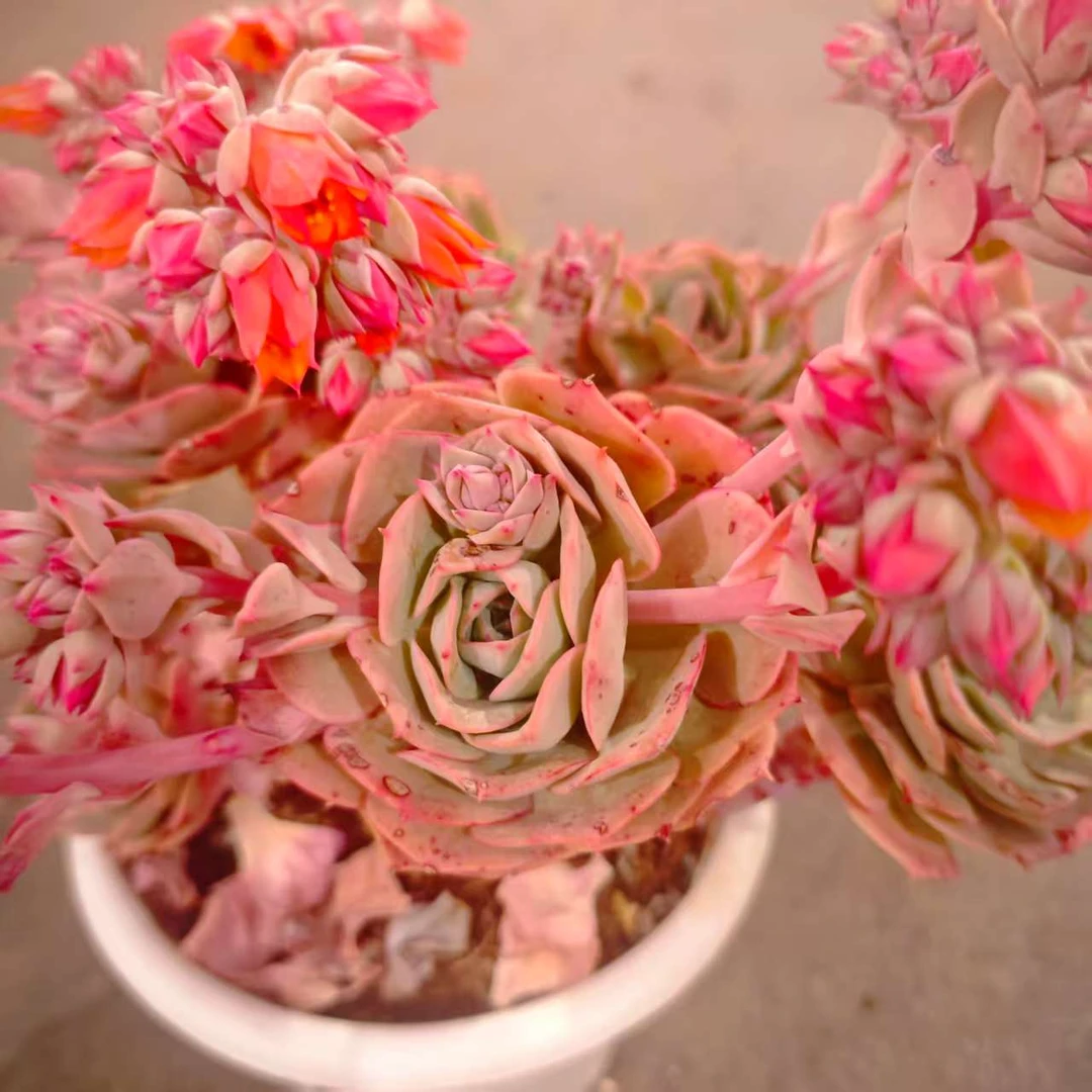 高桩克罗地亚230#SDW 雪山多肉好看新手闭眼入阳台庭院一单