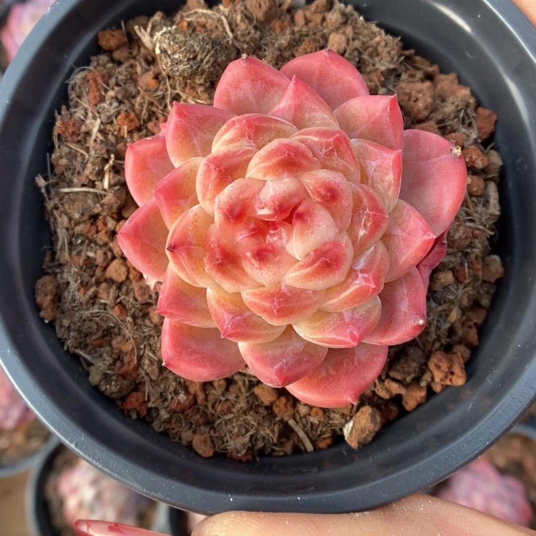 璇*阿母本冰魄746号。