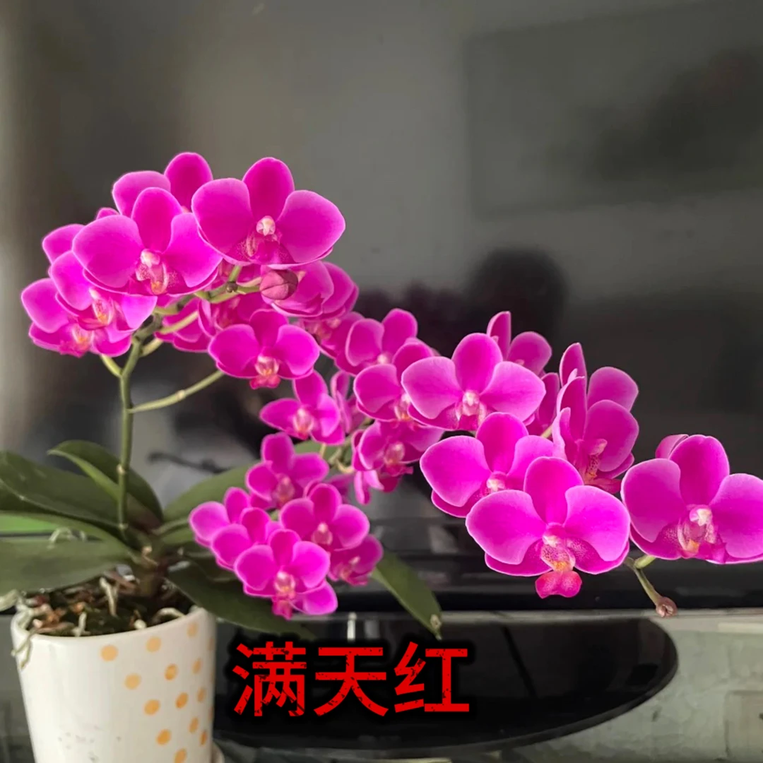 【满天红】3.0寸3.5寸杯端精品爆花神器蝴蝶兰