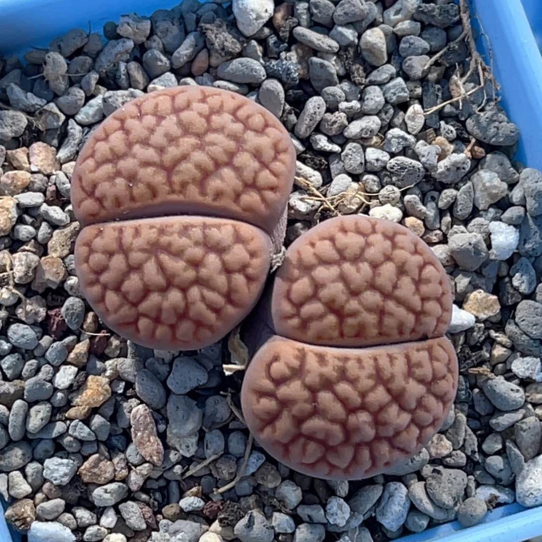 4977双头富贵1母本