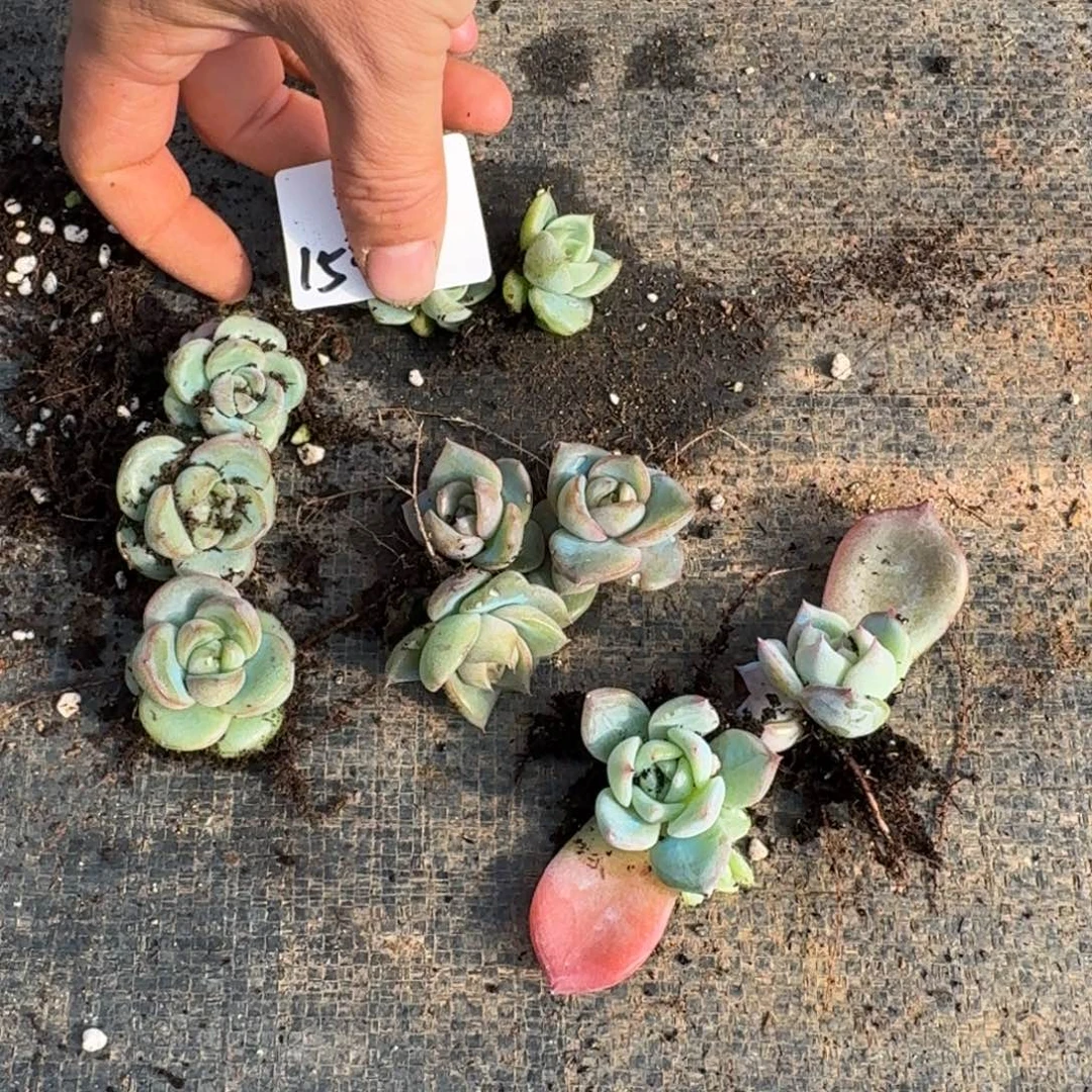 小苗混合十棵量拍15-16