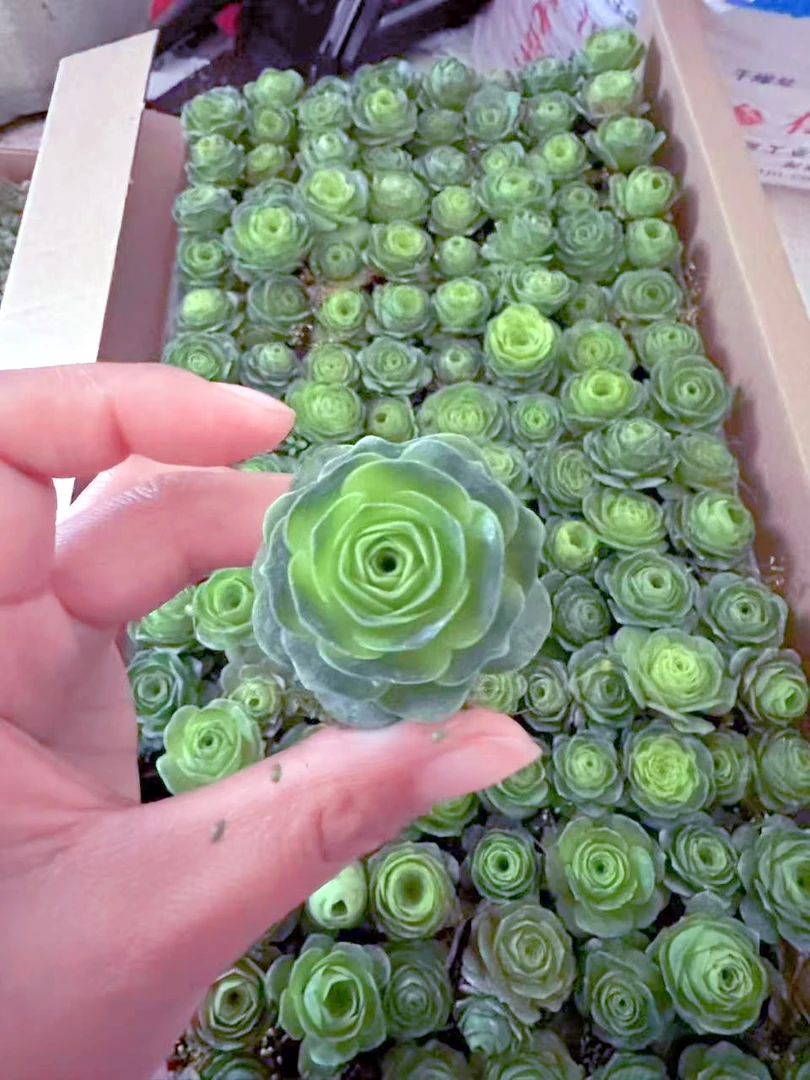 玫瑰3棵 多肉植物（满9.9元包邮发货）