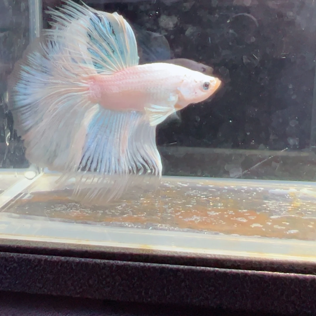 斗鱼浅色特殊尾hhhh