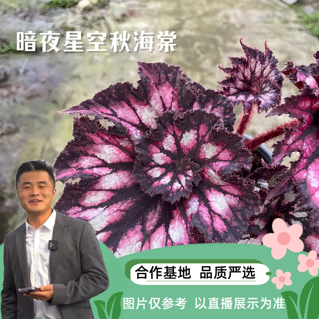 【热植馆】暗夜星空秋海棠 好看 好养 室内植物