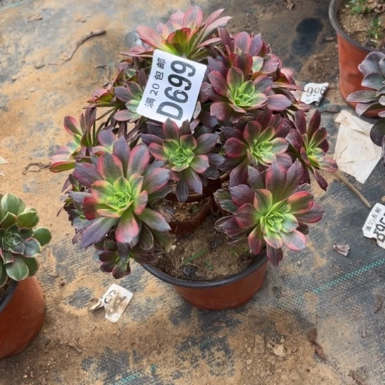 699安娜法师不包断枝