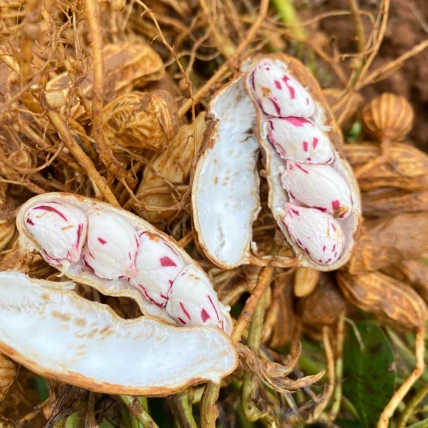 农家自种云南建水新鲜七彩水果花生颗粒饱满现挖现发清甜带奶香