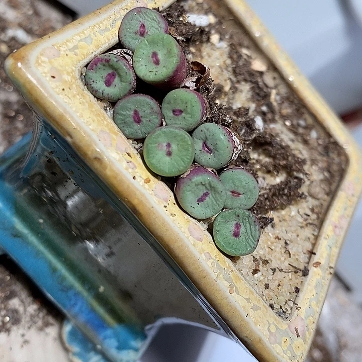 se红嘴一颗。