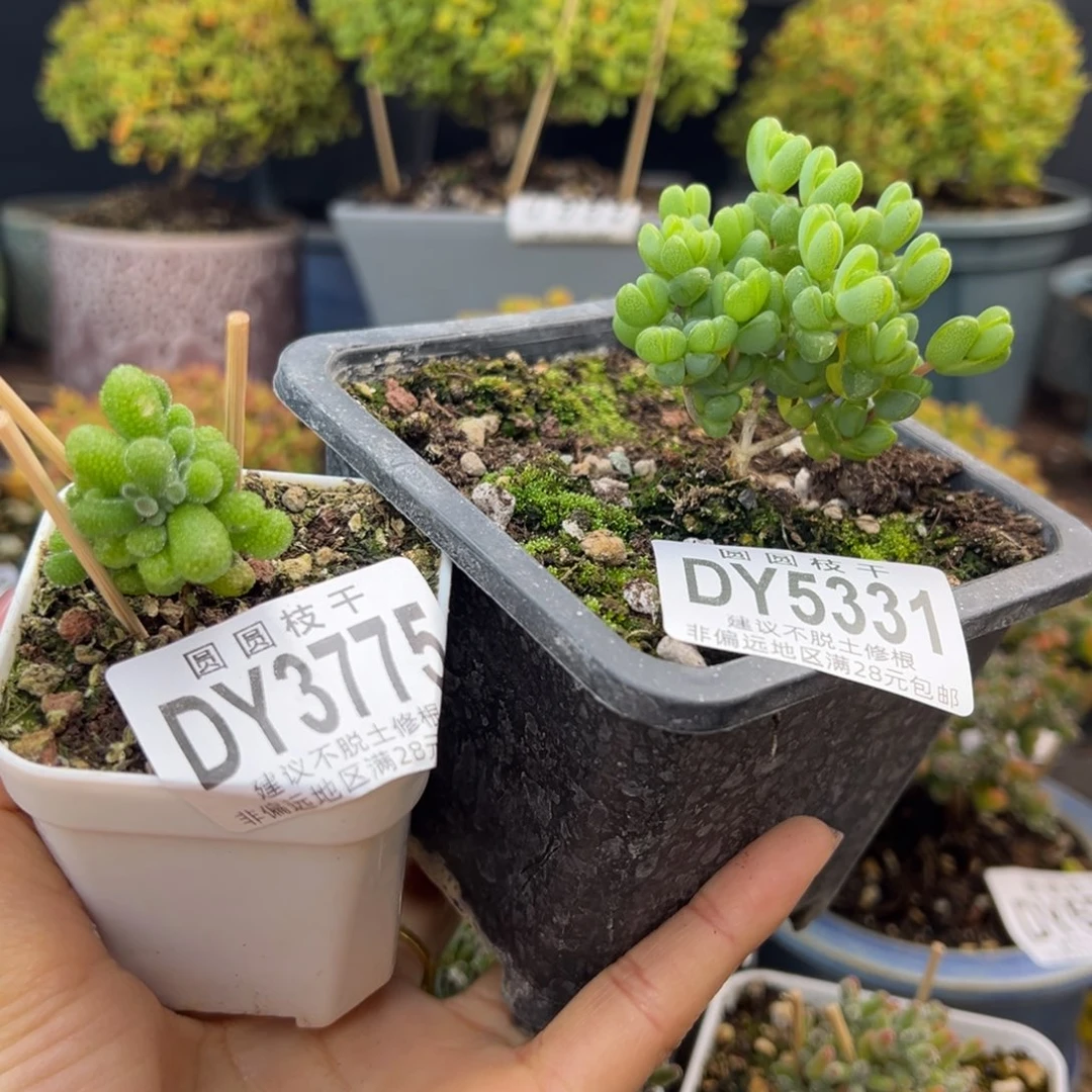 福***壮dy3775/5331小老桩翡翠元宝冠幅2.5/5cm