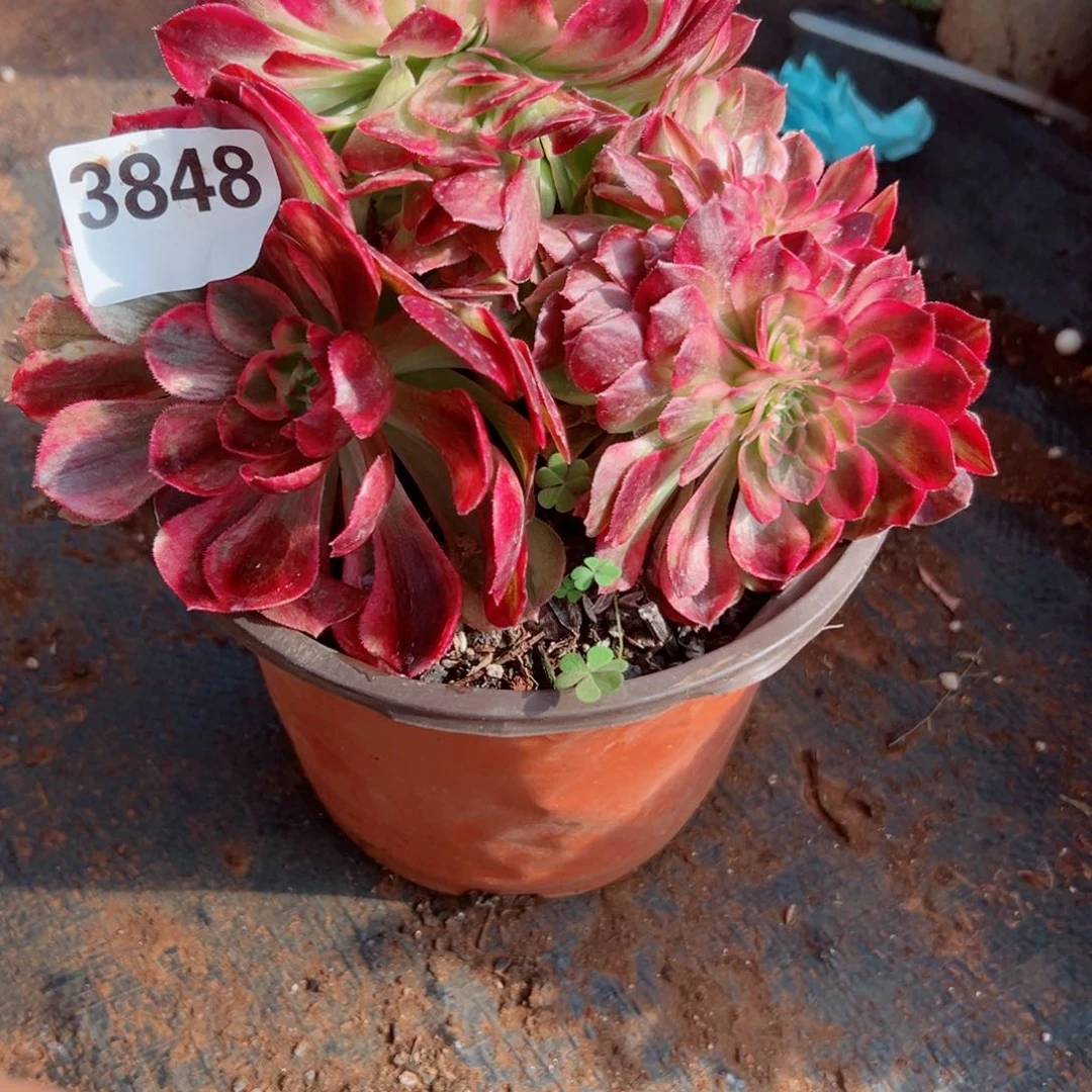 我3848 号多肉法师新年福利荔枝