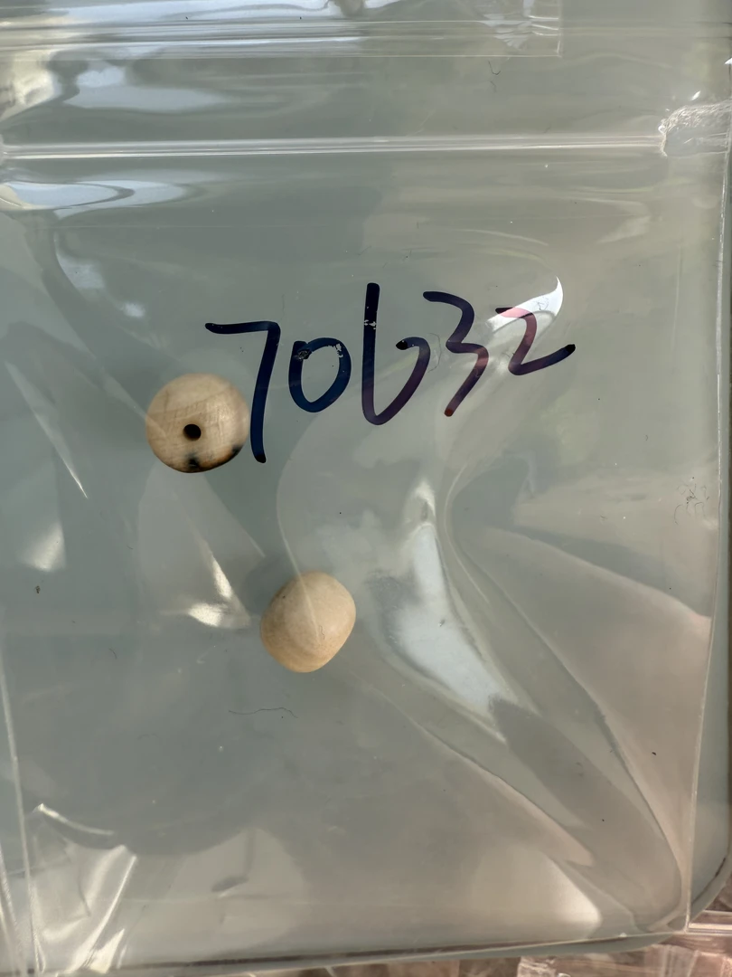 70632天然猛犸牙对珠瑕疵配饰介意勿拍