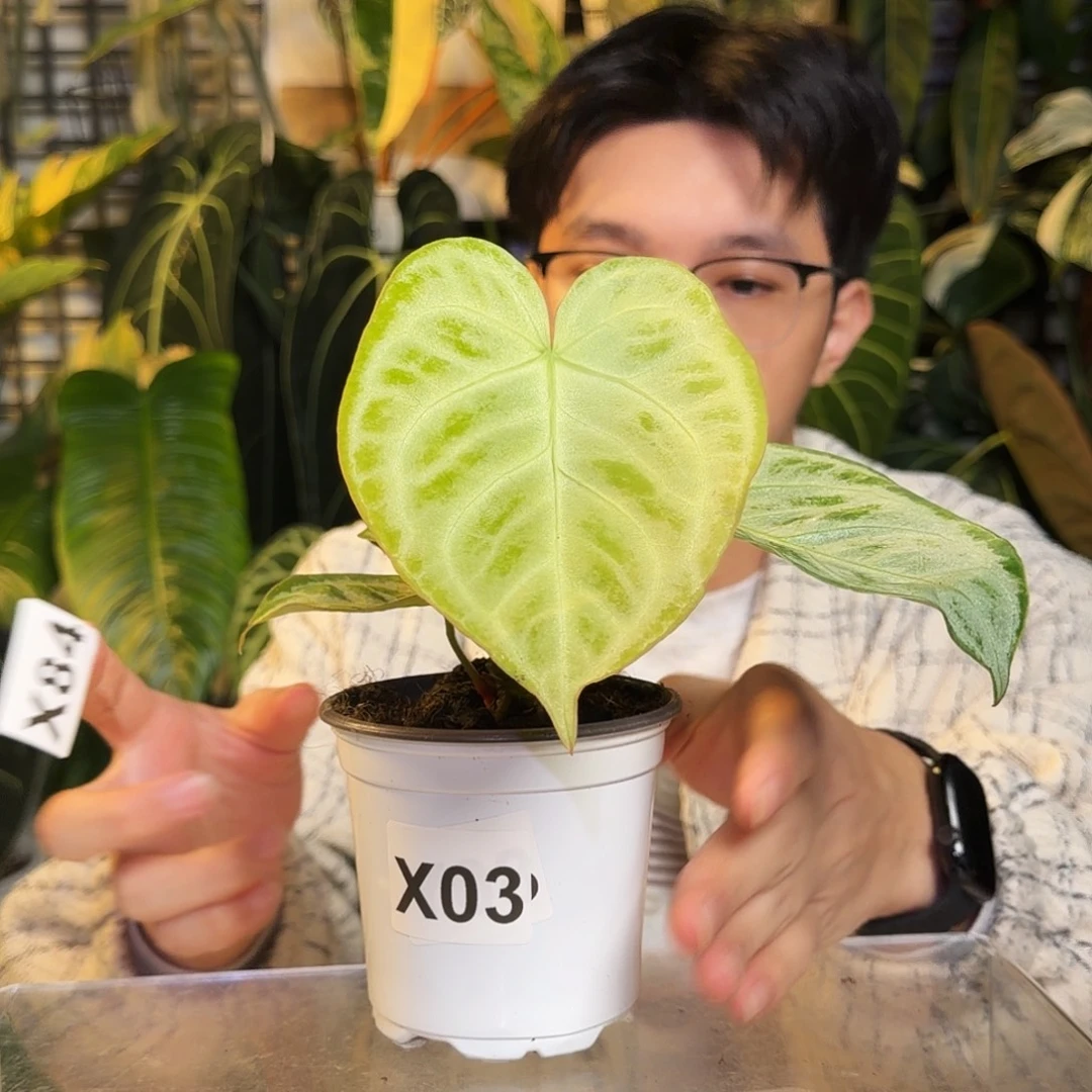 完全开放X84  铜锣烧