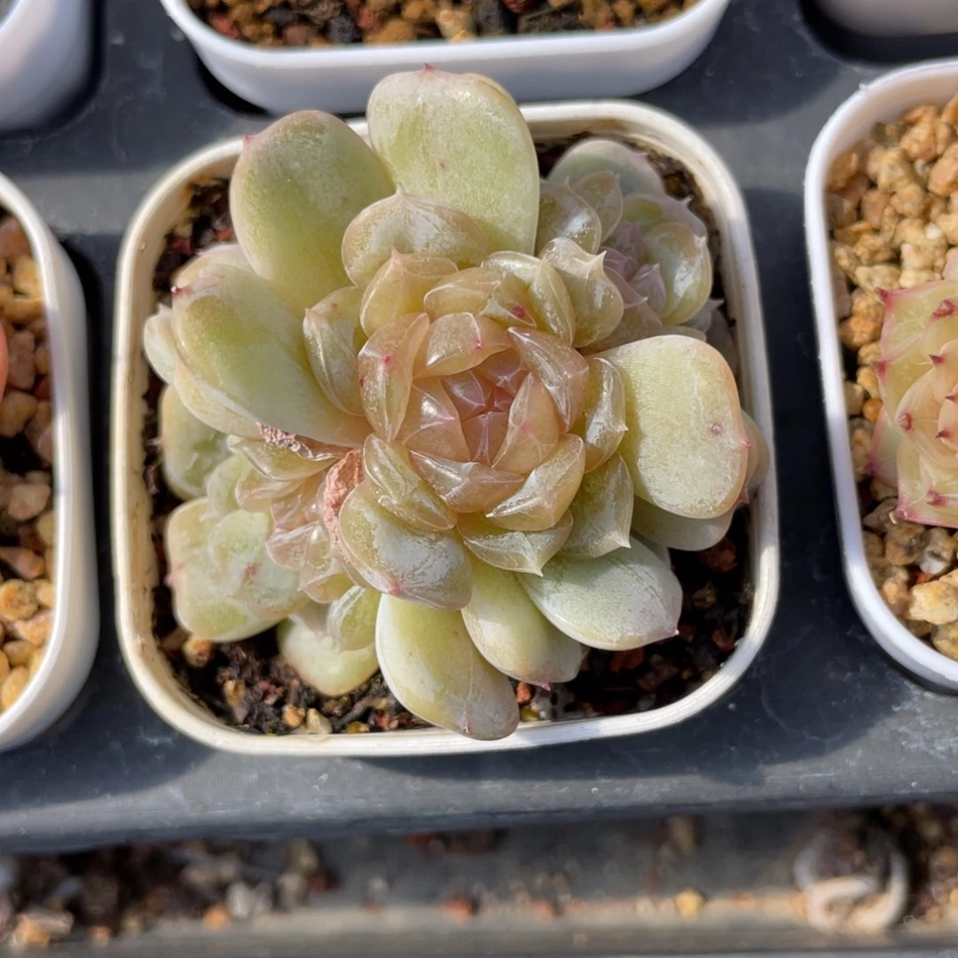 优选白恋多肉福利1277