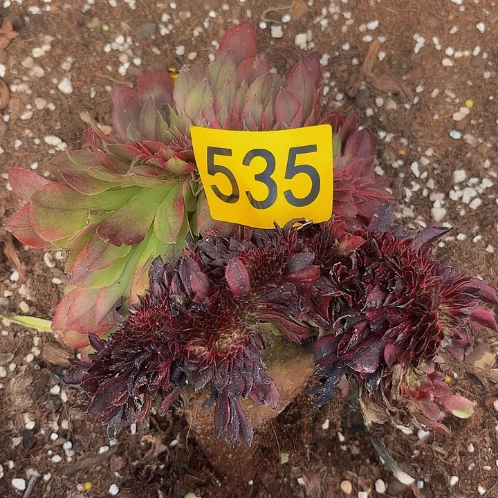 多肉植物福利来535