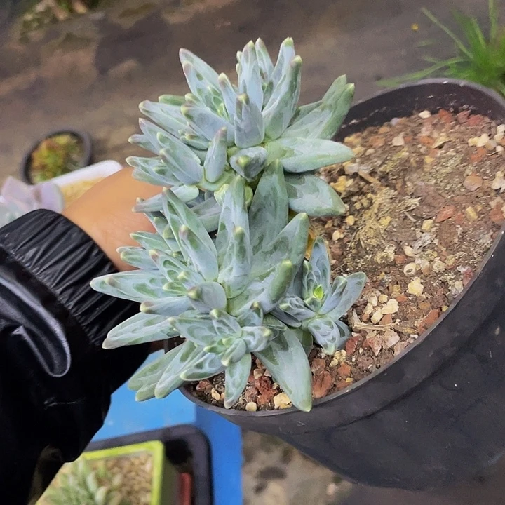 一物一拍一物一拍