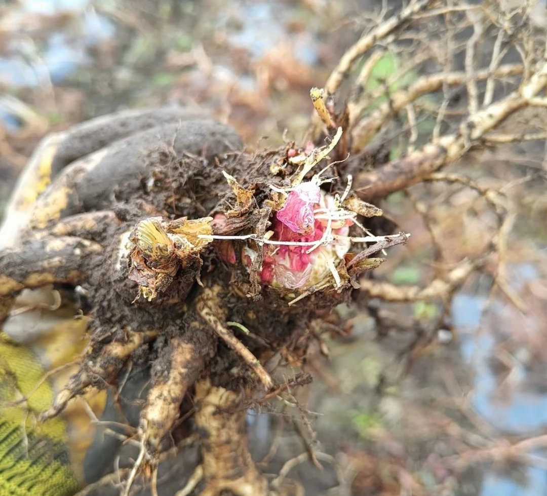 岷县新鲜药材当归优质整根滋补原产地发货