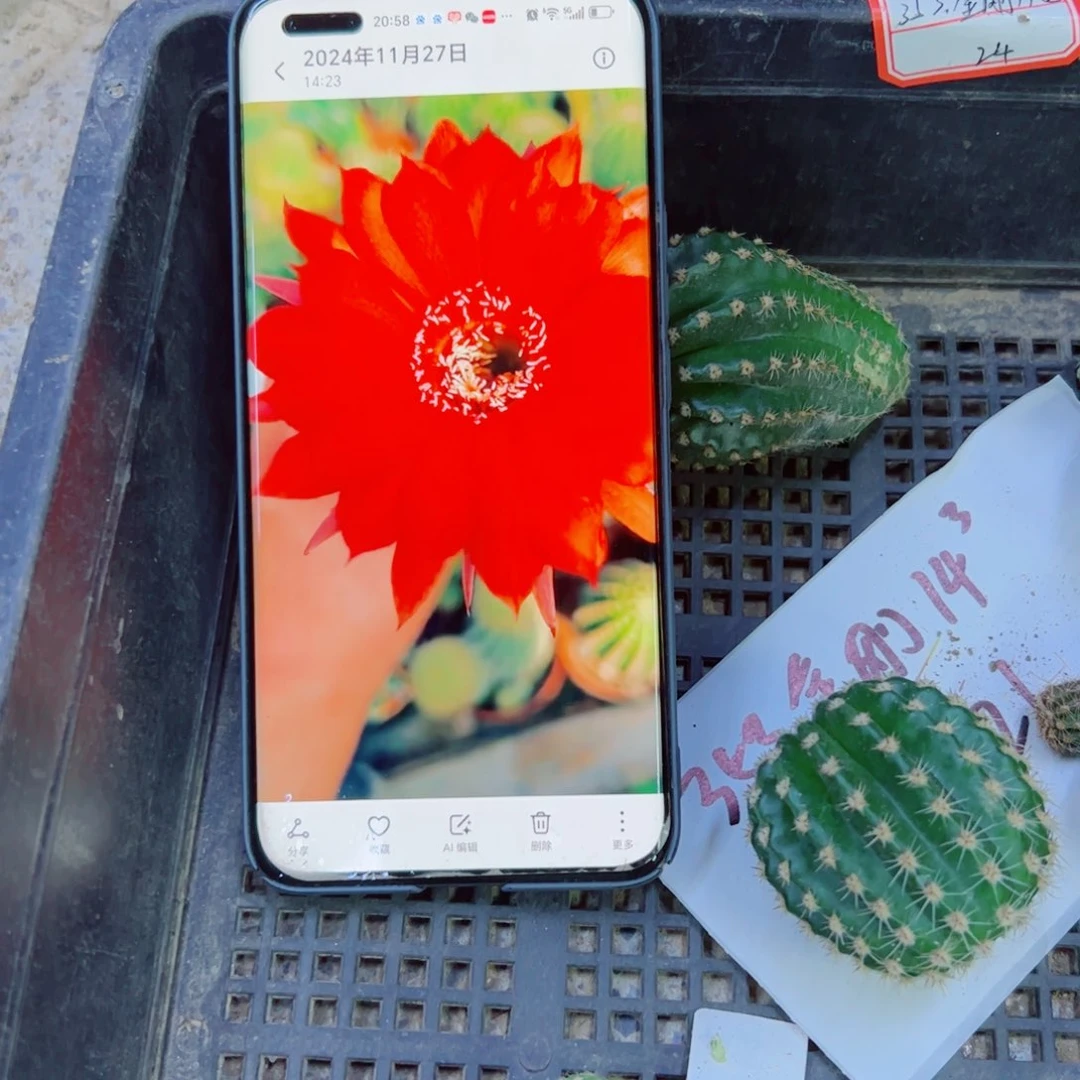 下75金刚14 歪无根侧芽4公分左右20包邮