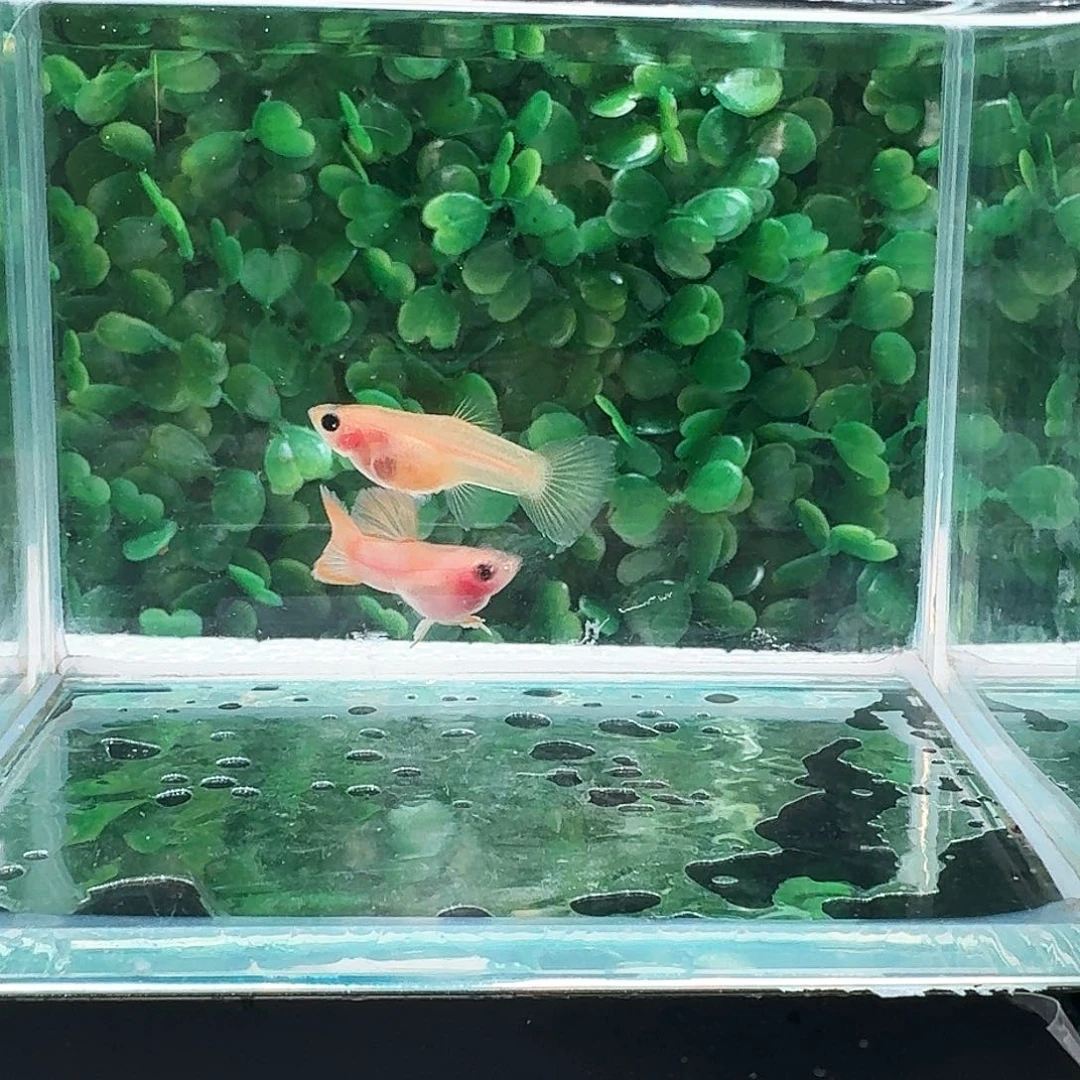 孔雀鱼幻彩粉猫短体1对