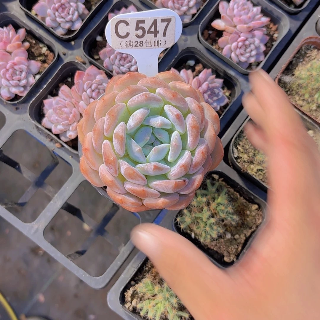 C547橙子一物一拍