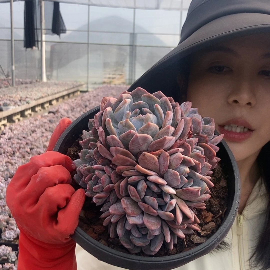 6-43七头起星影有砍随机