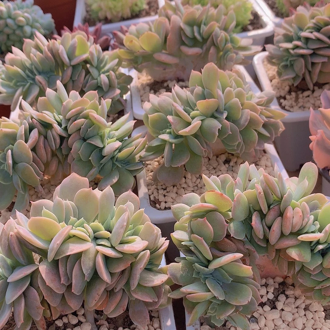 白凤缀化245678899990