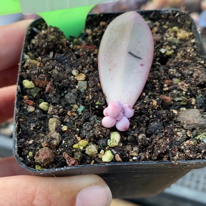 小**米354奶杂锦啊啊啊啊啊啊小苗子多肉