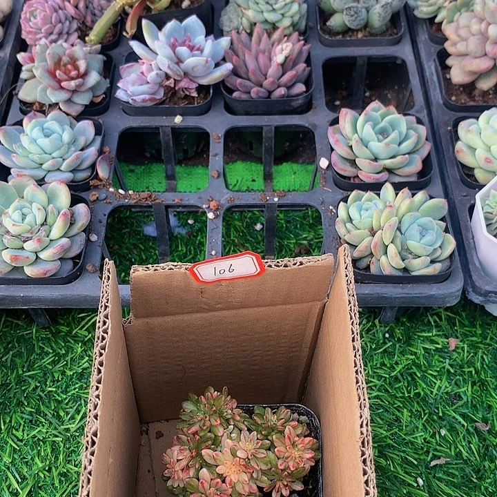 A106小人姬锦多肉专拍链接