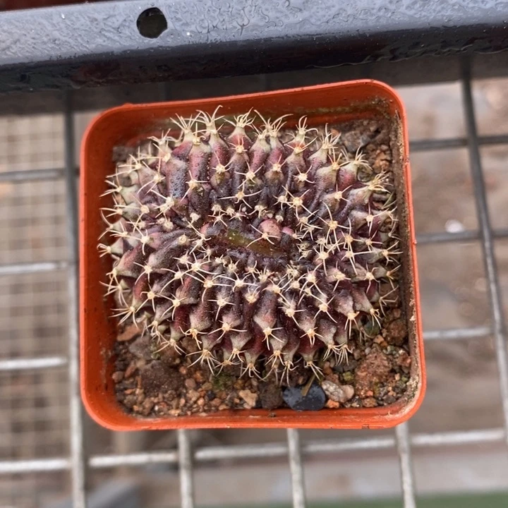 伯克利和格蕾纳等著名音乐