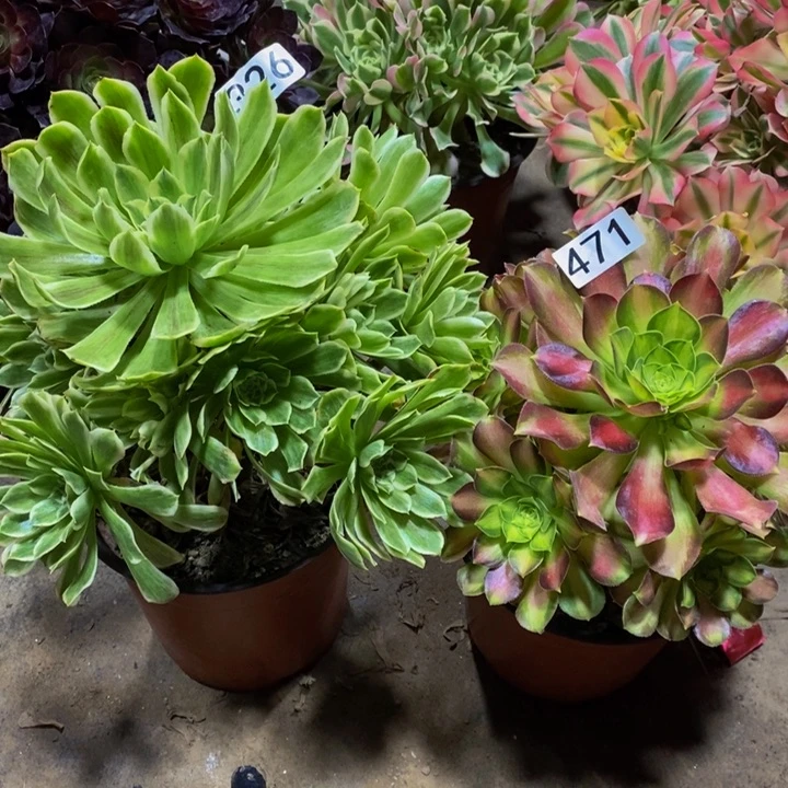 326 471 碧浪➕韶华