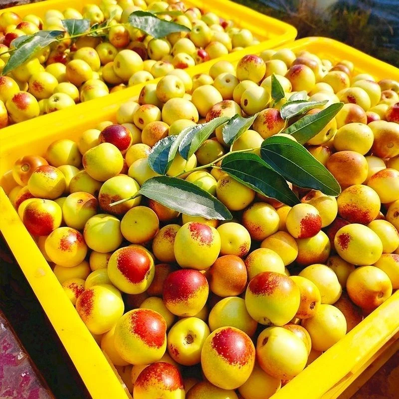 山东沾化现摘冰糖冬枣脆甜多汁当季新鲜水果