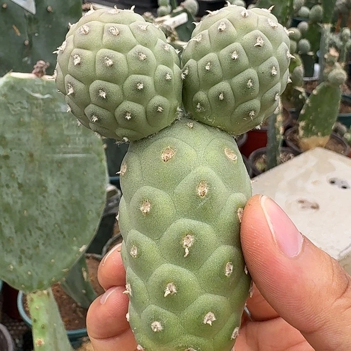 彬***哥全部花苞苗接米奇洞洞习志野