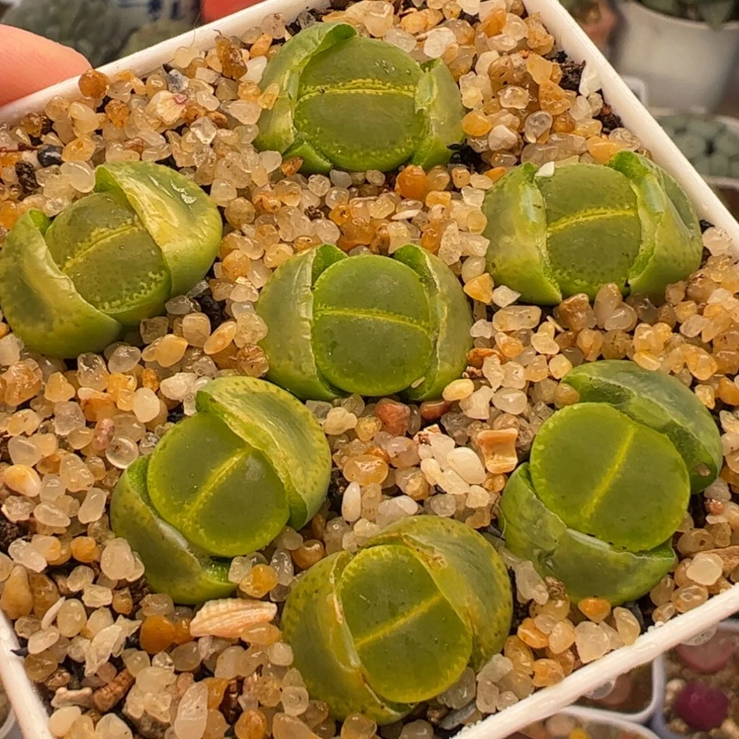 016多肉植物百科