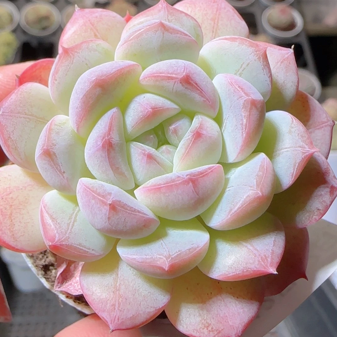 花语多肉1212-428白桃
