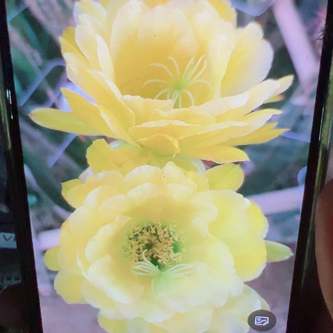 毛花柱 卡迪斯 侧芽 满20包邮