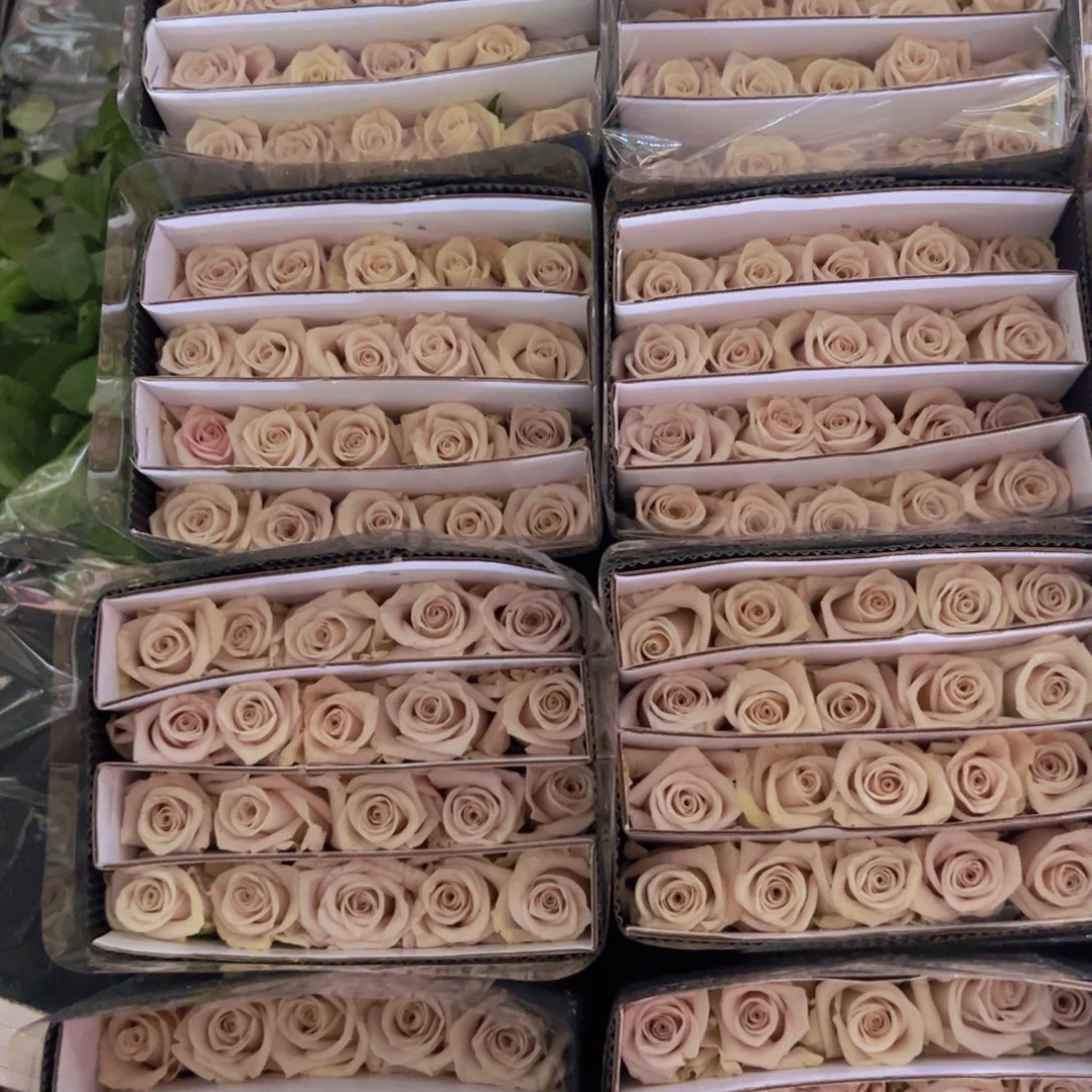 曼塔两扎顺丰包邮秒杀