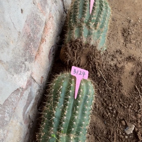 春**东703号3124和2056两颗