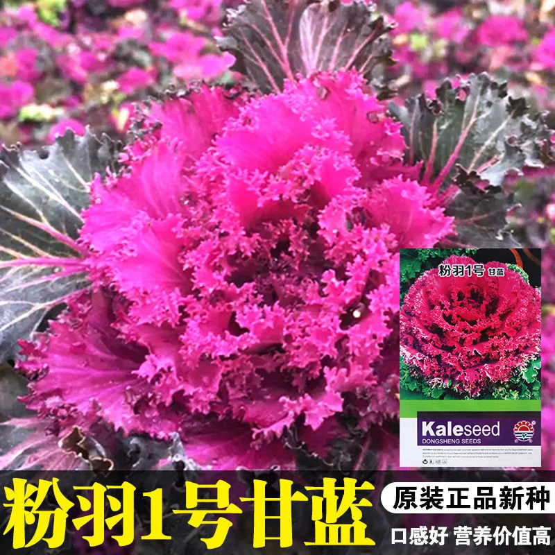 羽衣甘蓝蔬菜种子苗食用蔬菜种籽阳台孑四季盆栽雨衣语衣甘篮
