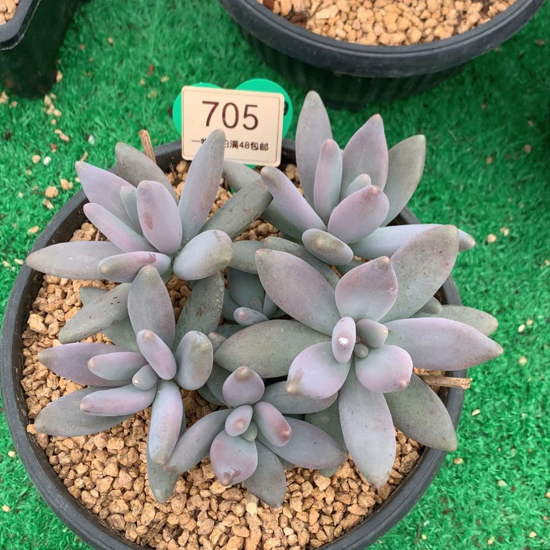 企鹅无砍一物一拍705