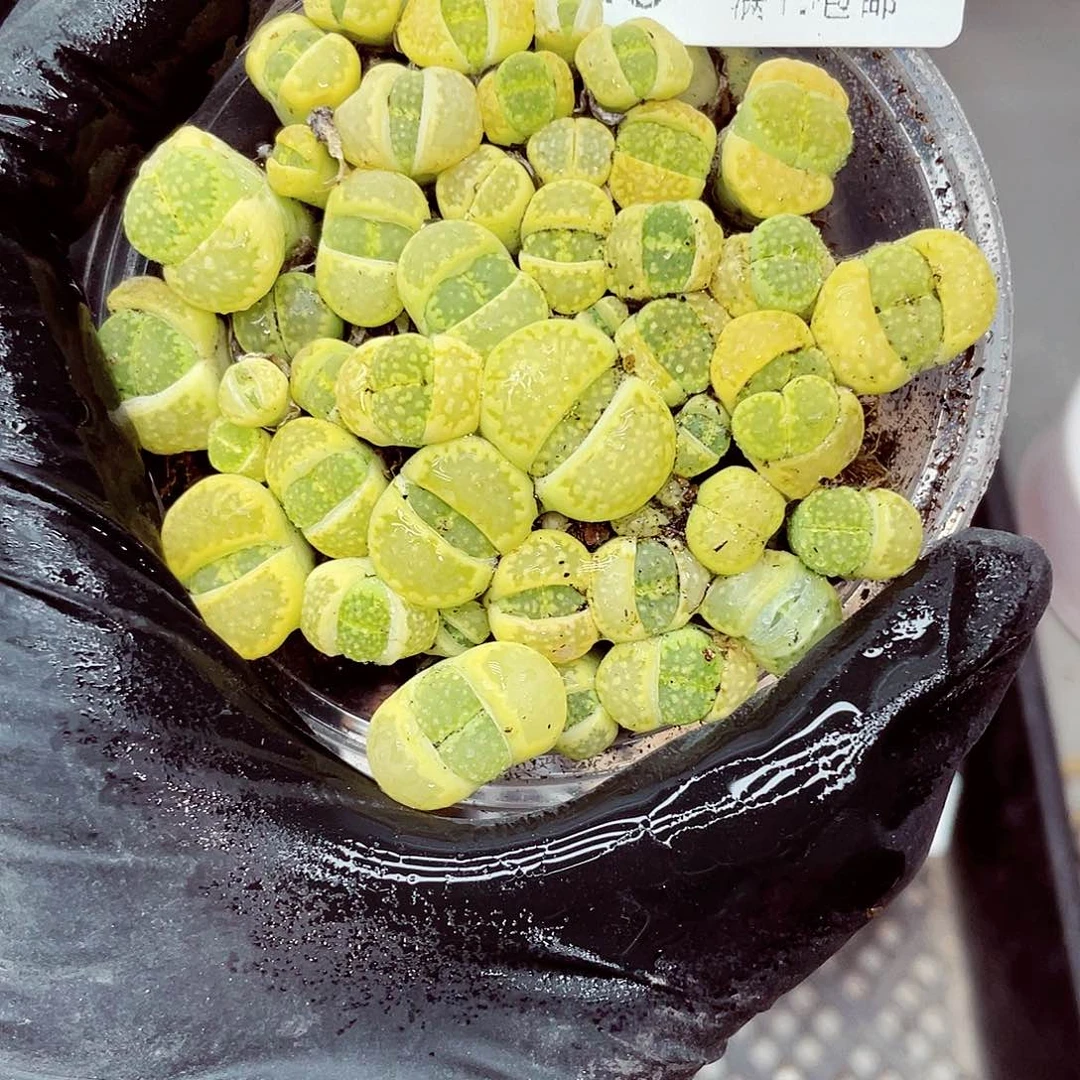 郎哥多肉18包邮0426-350