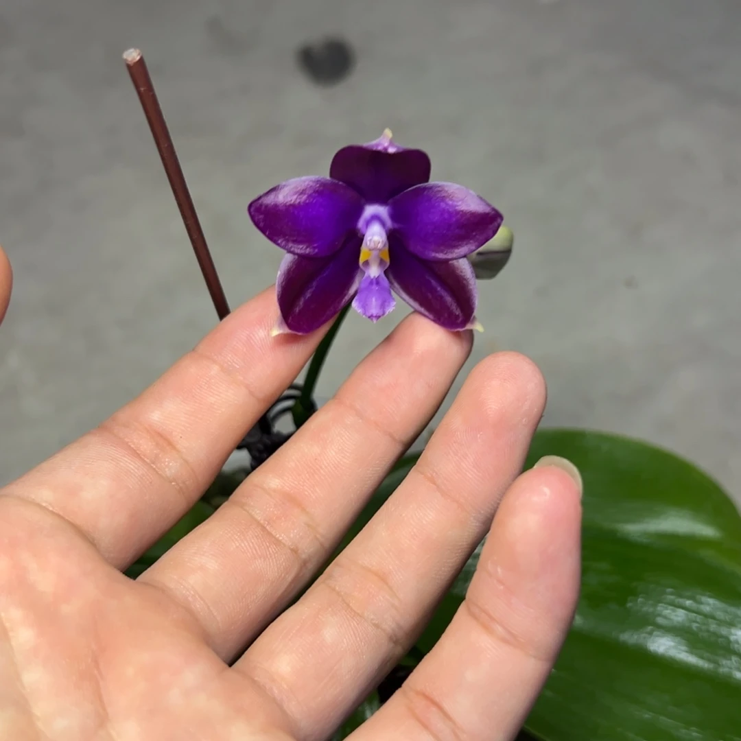 宇***星完全开放l022三寸ys1199