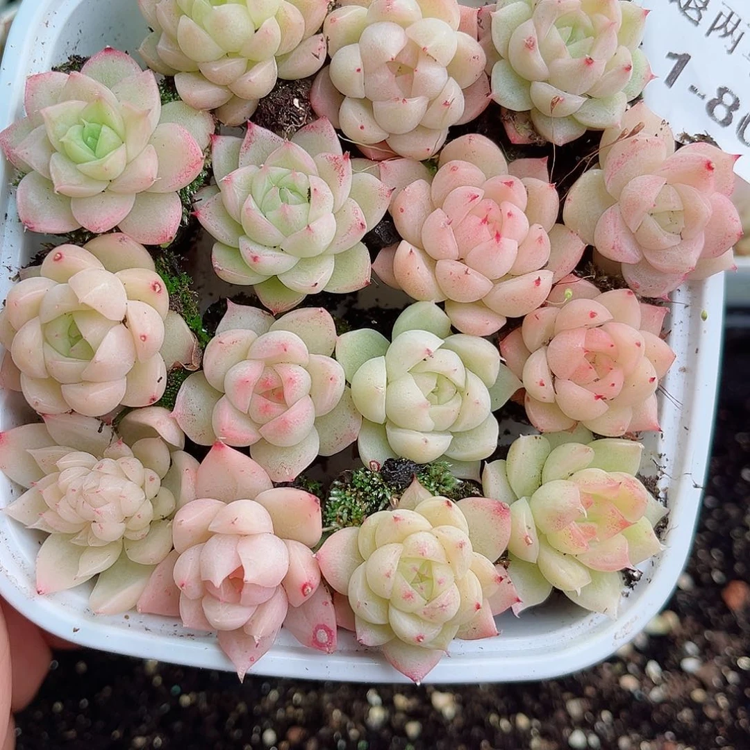 1-800 新疆西藏内蒙不发零度以下拍保温箱不拍不包损