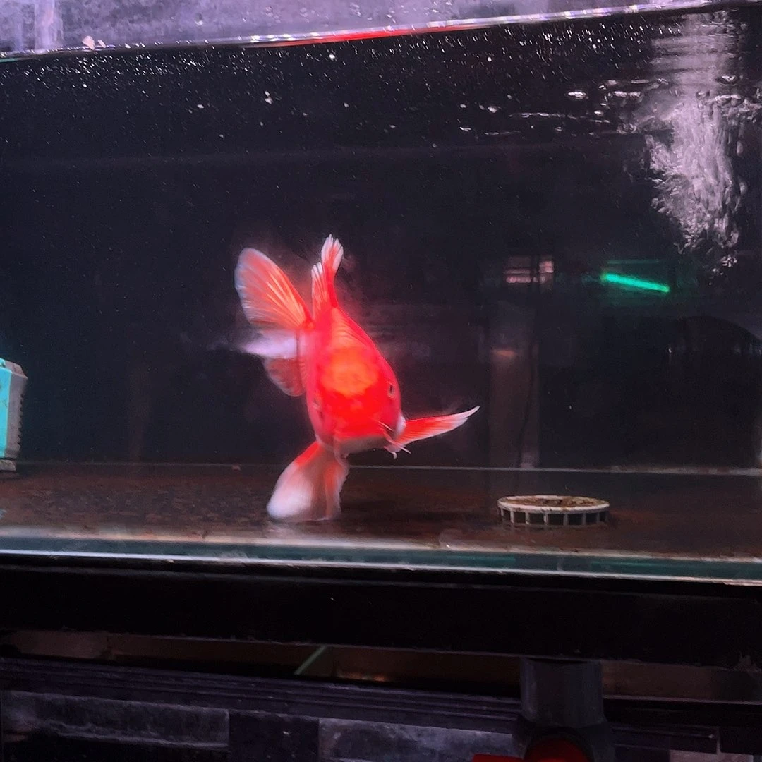 蝴蝶鲤生3号（一物一拍，非死不退不换）