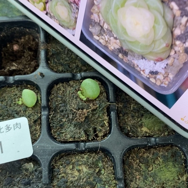 羊脂玉芽苗一个多肉